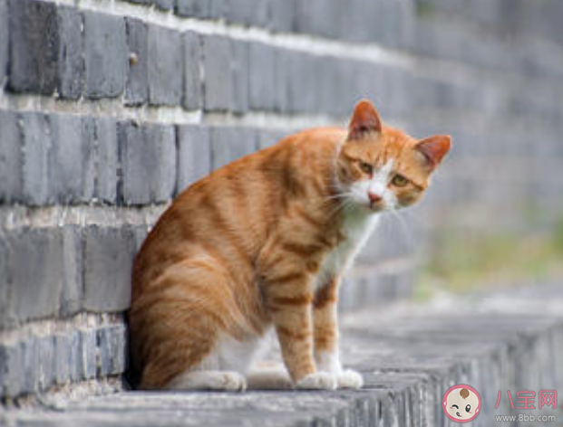 流浪动物有多渴望被疼爱  关爱流浪动物野生动物的句子