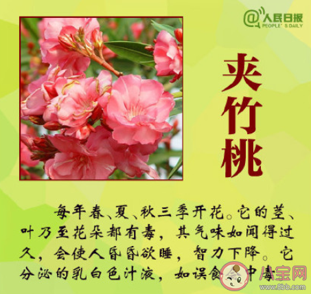 大学生吃曼陀罗种子祛痘住进ICU是怎么回事 曼陀罗种子毒性有多强