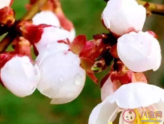 榆叶梅是一种什么植物呢  榆叶梅有什么作用呢