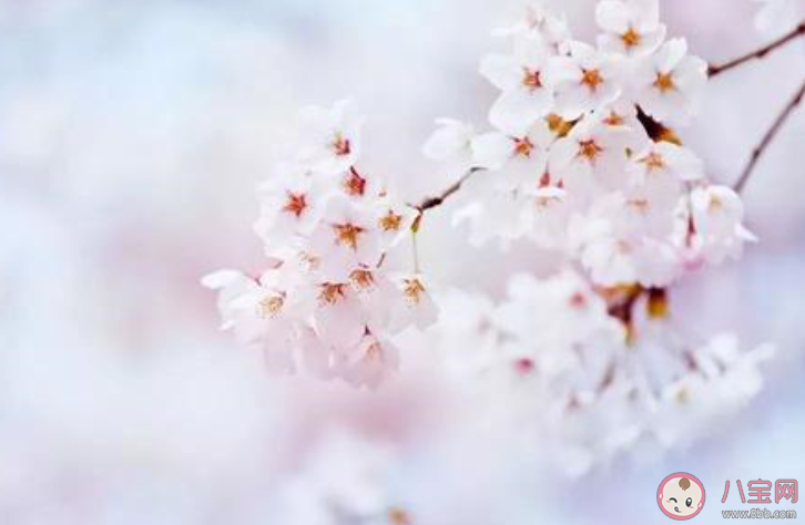 期待武汉樱花盛开疫情散去的说说句子 相约一起到武汉看樱花的心情句子