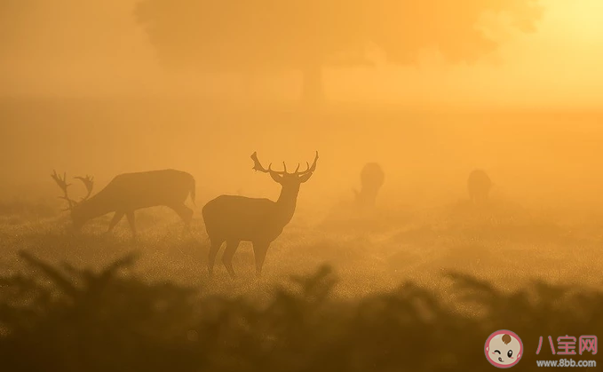 早上有大雾的说说句子 早晨大雾的说说短语
