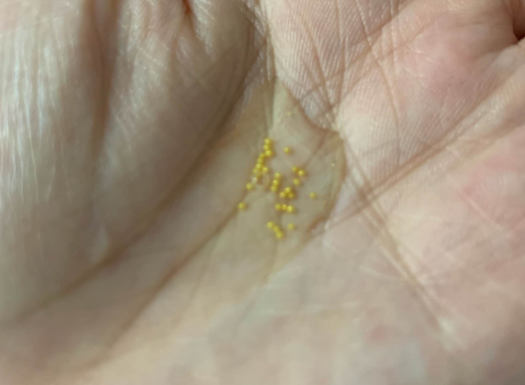 娇兰黄金复原蜜适合冬天用吗 娇兰黄金复原蜜什么适合人群 娇兰黄金复原蜜适合冬天用吗 娇兰黄金复原蜜什么适合人群