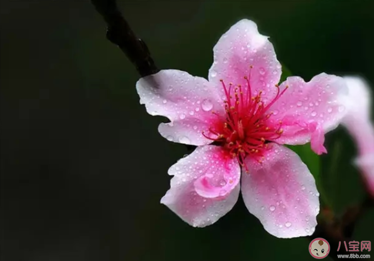 桃花开了朋友圈文案说说 适合桃花开了发朋友圈文案句子