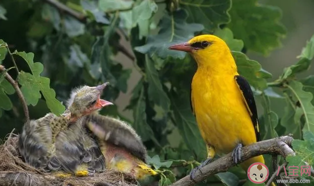 惊蛰是几月几号 2020惊蛰是什么时候