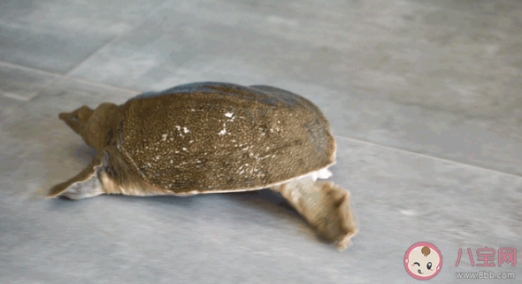 中华鳖乌龟等不入禁食名录是怎么回事 中华鳖是什么东西 中华鳖乌龟等不入禁食名录是怎么回事 中华鳖是什么东西