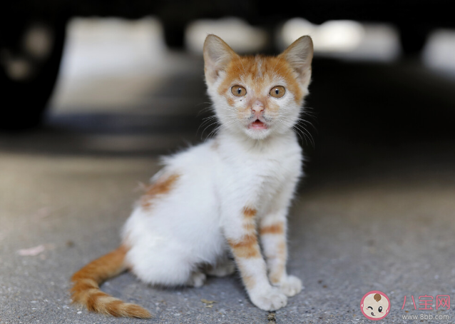 能给猫咪喝牛奶吗 羊奶/酸奶/奶酪/脱乳糖牛奶可以喝吗