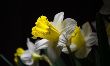 花店不开了花继续开表达了什么 《伪诗集》里的其他耐人寻味的小诗