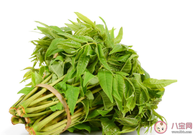 绿叶香椿和红叶香椿有什么不同 如何吃香椿更健康营养