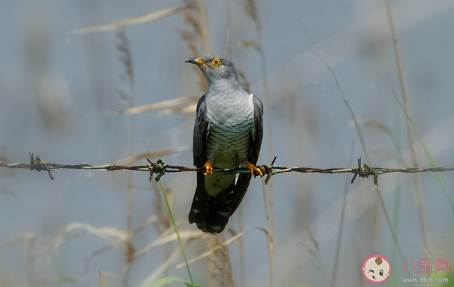 望帝春心托杜鹃是指杜鹃鸟还是杜鹃花 蚂蚁庄园4月17日答案最新