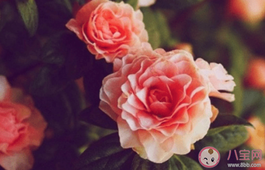 二月最后一天的心情感慨说说 二月最后一天的感受句子