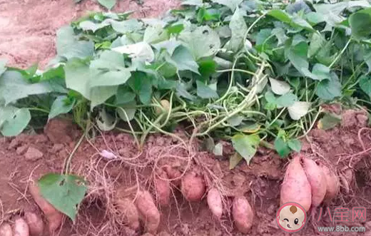 红薯翻藤有什么要求和注意事项 红薯的藤有毒吗