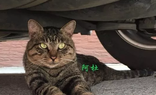 为了押韵而写的歌词有哪些 为了押韵而写的歌词盘点 为了押韵而写的歌词有哪些 为了押韵而写的歌词盘点