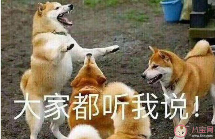 饭圈闭麦是什么意思 饭圈闭麦梗的出处是什么 饭圈闭麦是什么意思 饭圈闭麦梗的出处是什么