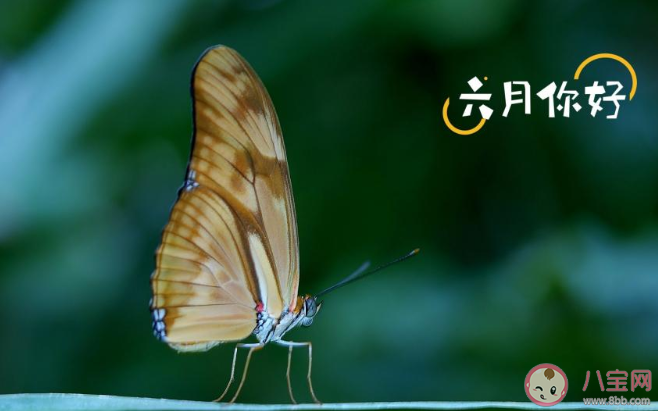 关于六月最好的朋友圈说说精选 朋友圈六月最好的文案说说汇总