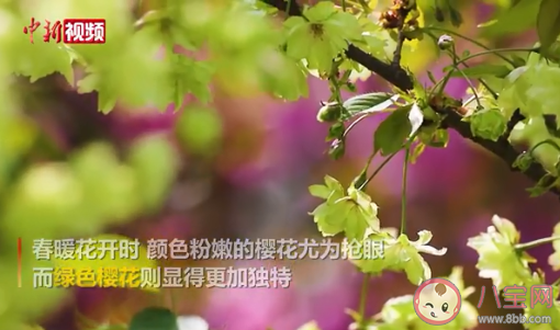 南京玄武湖绿色樱花是什么品种的 绿色樱花在哪能看到