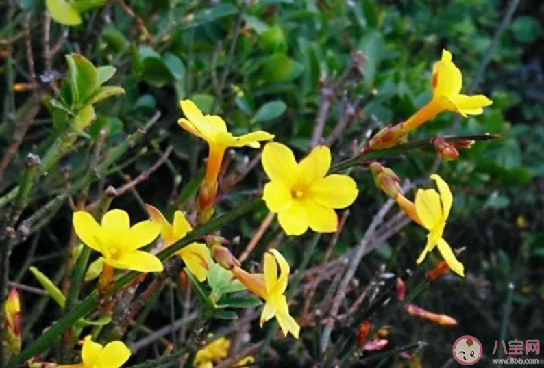 迎春花开了朋友圈说说 迎春花开了朋友圈唯美说说句子
