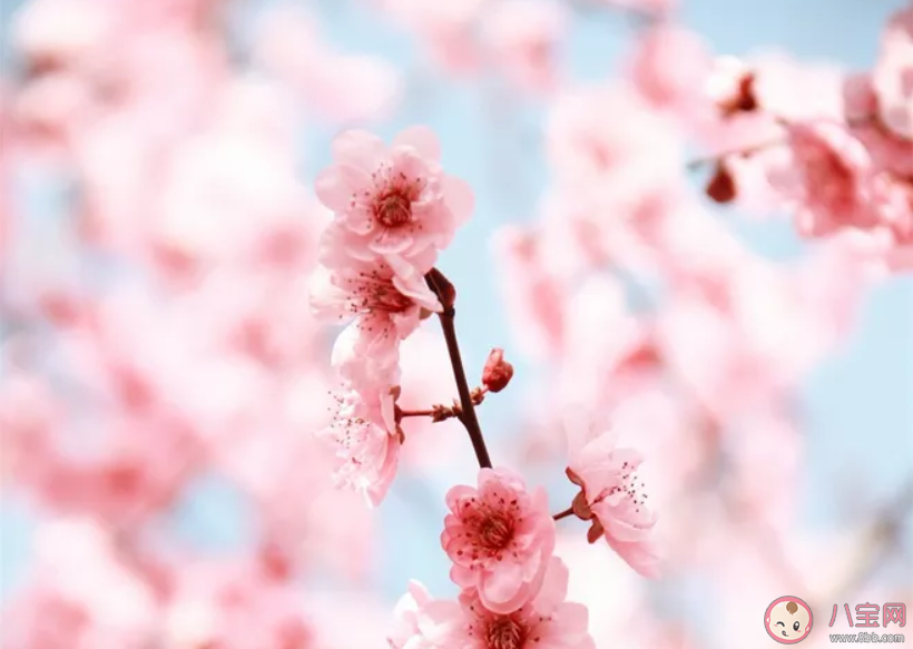 表达桃花开了心情说说 桃花开了心情句子