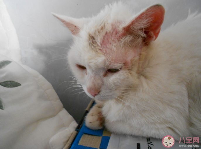 ​猫猫得了猫癣该怎么办 日常怎么护理