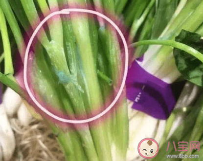 购买到掉色香葱怎么办 染色香葱如何辨别 购买到掉色香葱怎么办 染色香葱如何辨别