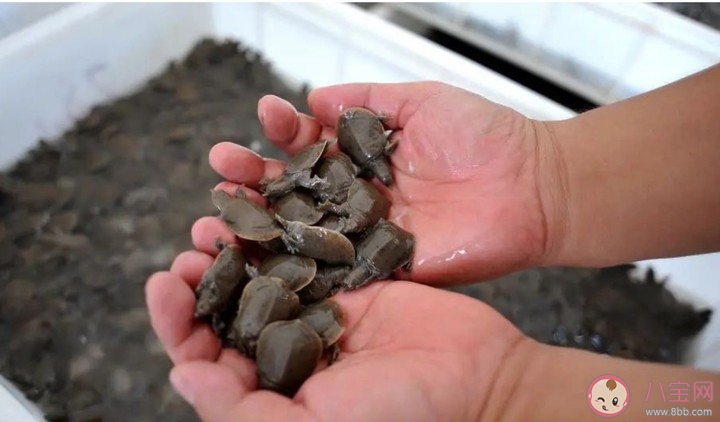 中华鳖是野味吗 中华鳖还能吃吗