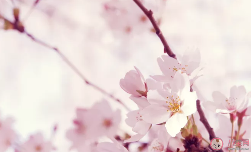 表达桃花开了心情说说 桃花开了心情句子