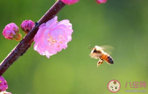 榆叶梅是一种什么植物呢  榆叶梅有什么作用呢