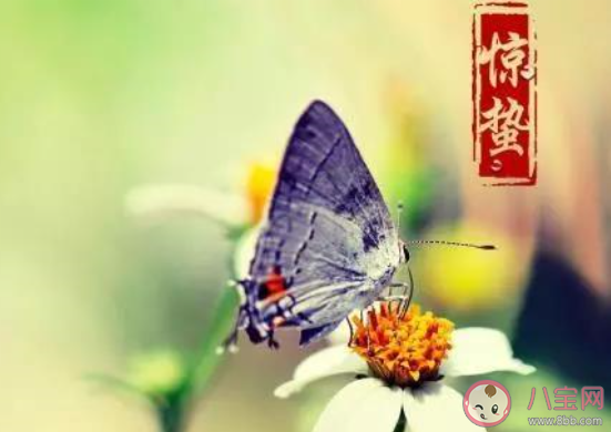 2020惊蛰节气的创意文案句子说说 惊蛰节气发的朋友圈文案说说 2020惊蛰节气的创意文案句子说说 惊蛰节气发的朋友圈文案说说