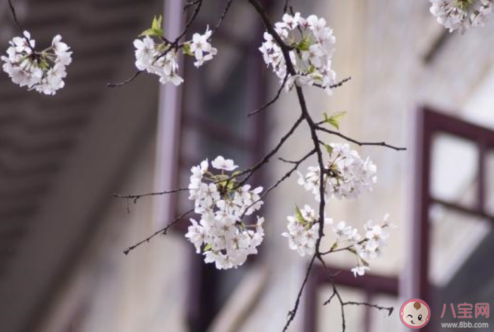 2020疫情散去樱花盛开的朋友圈文案 疫情结束后去赏樱花的说说句子