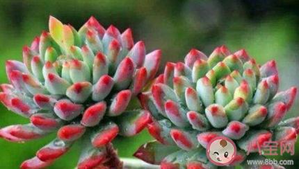 多肉蓝苹果冬天如何养护 多肉蓝苹果冬天需要浇水吗