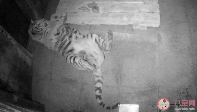 完达山1号为什么要隔离45天 完达山1号会放生到哪里