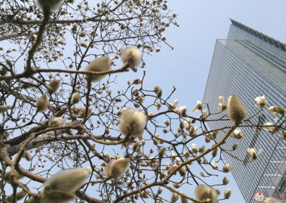 今日惊蛰文案说说 今日惊蛰发朋友圈句子