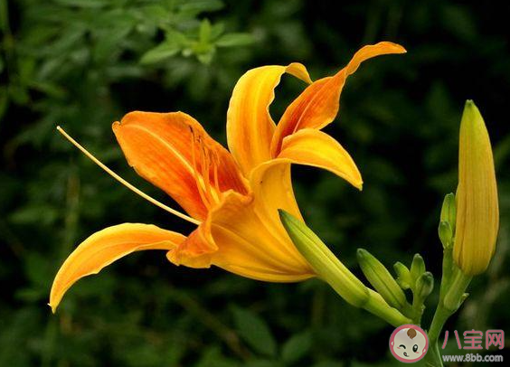 我国古人常用哪种植物象征母爱 蚂蚁庄园今日5月9日答案