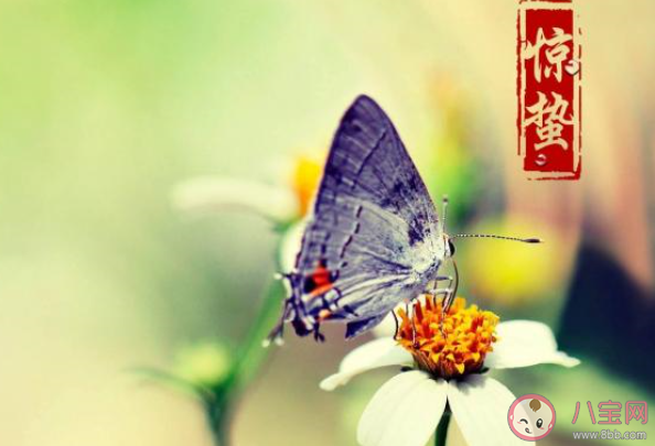 2020关于惊蛰节气的经典问候语说说 惊蛰节气的祝福语文案句子大全