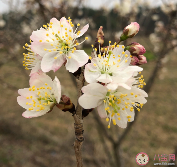 春天来了朋友圈心情 春天来了说说句子感慨