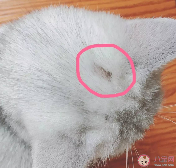 ​猫猫得了猫癣该怎么办 日常怎么护理