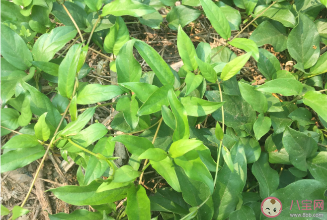 2021农历三月三吃哪些传统美食 农历三月三传统美食盘点