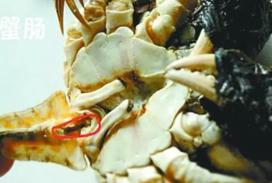 螃蟹哪些部位不能吃图解 螃蟹怎么吃图解