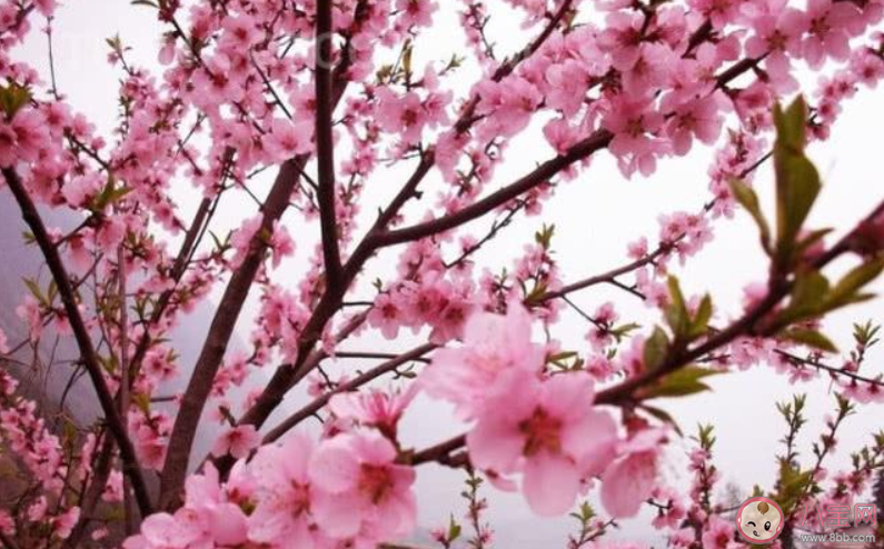 桃花开了经典美文句子 桃花开了经典说说语录大全 桃花开了经典美文句子 桃花开了经典说说语录大全