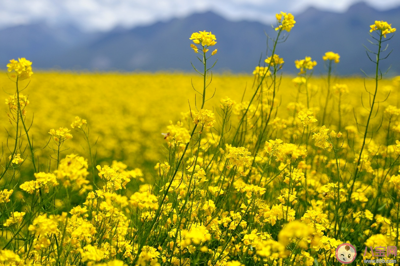 关于油菜花开了的心情说说 油菜花开了的心情感慨 关于油菜花开了的心情说说 油菜花开了的心情感慨