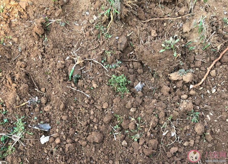 春天来了心情句子 记录春天来了的心情朋友圈 春天来了心情句子 记录春天来了的心情朋友圈