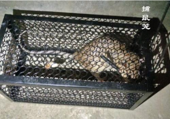 江西大余全民灭鼠是怎么回事 江西大余全民灭鼠奖励多少