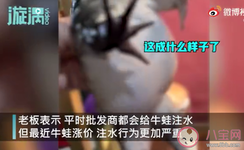 餐馆老板吐槽注水牛蛙如气球 牛蛙为什么会被注水