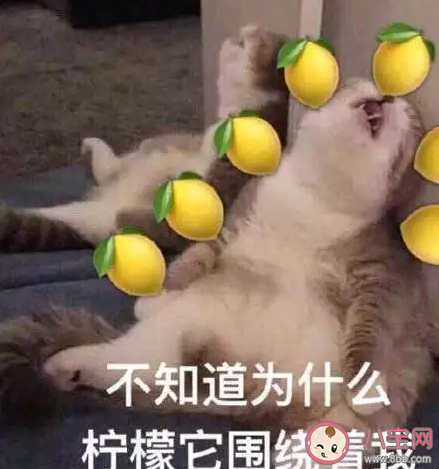 hxdm是什么意思 hxdm到底是什么的中文缩写 hxdm是什么意思 hxdm到底是什么的中文缩写