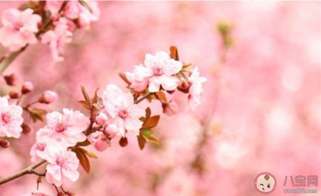 樱花盛开晒照片的朋友圈配文 2020樱花盛开了赏花的说说 樱花盛开晒照片的朋友圈配文 2020樱花盛开了赏花的说说