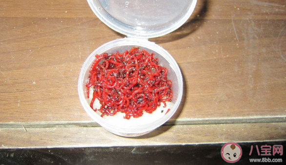 钓鱼红虫多少钱一斤  钓鱼红虫怎么保存