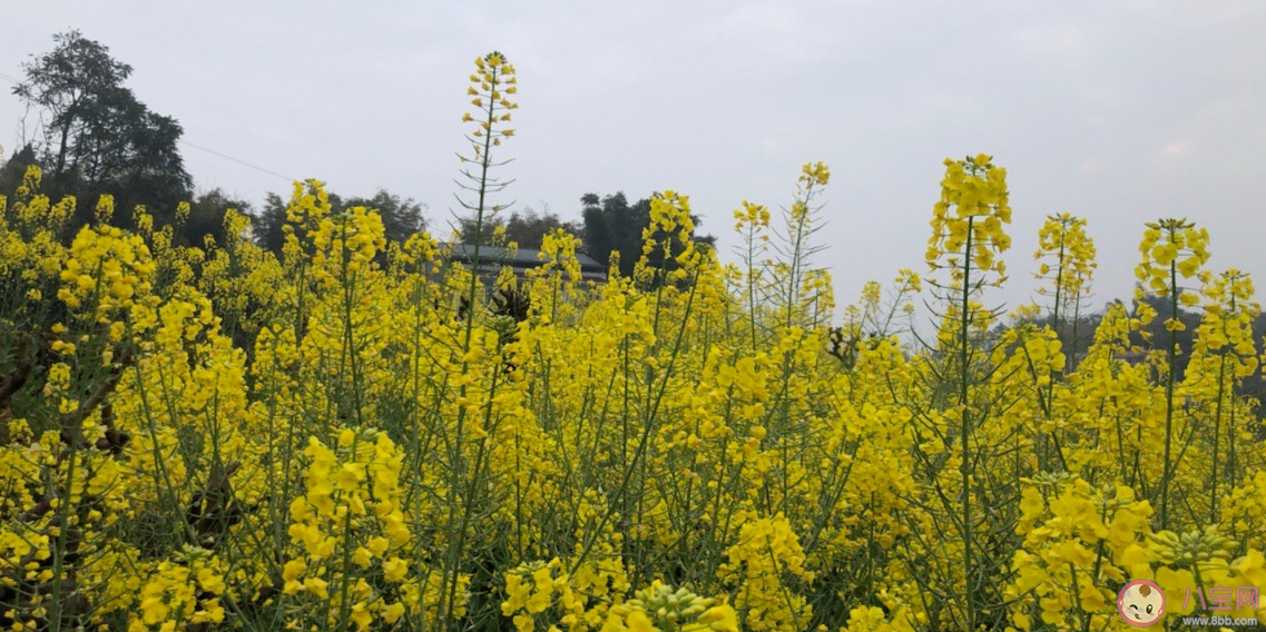 三月你好正能量句子心情 三月你好发什么朋友圈2020 三月你好正能量句子心情 三月你好发什么朋友圈2020