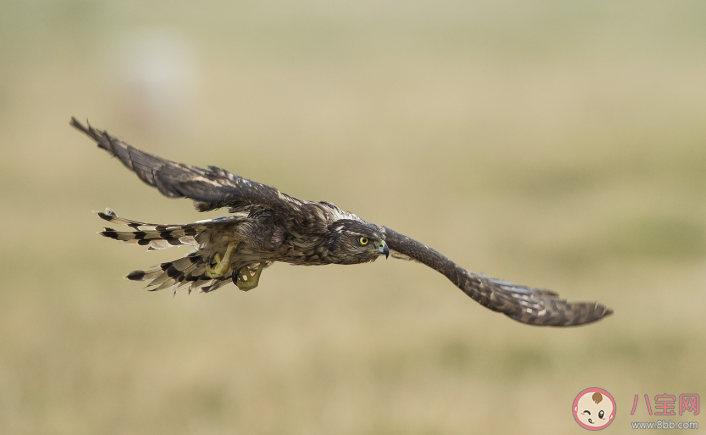 蚂蚁庄园左牵黄右擎苍中苍是指哪种动物 古代打猎苍鹰作用是什么