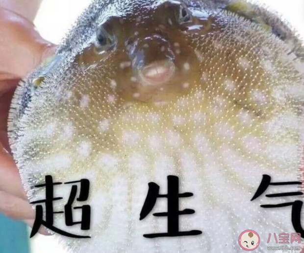 河豚精是什么意思什么梗 河豚精梗的出处介绍 河豚精是什么意思什么梗 河豚精梗的出处介绍