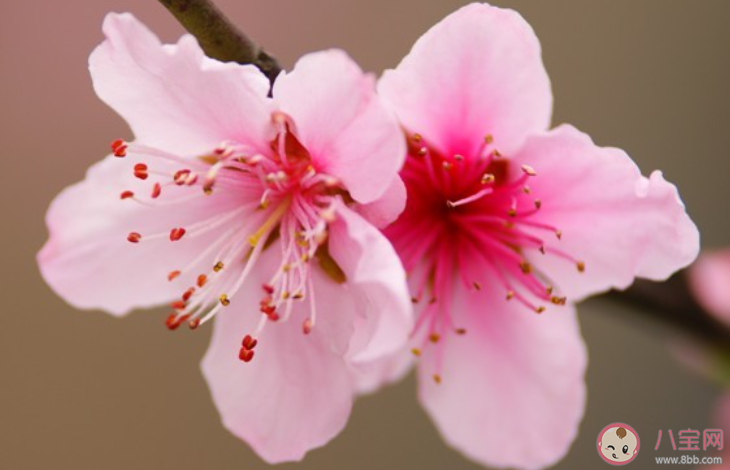 2020桃花开了的唯美文案说说 桃花开了的优美句子大全 2020桃花开了的唯美文案说说 桃花开了的优美句子大全