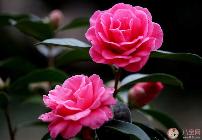 茶花开了的唯美说说句子 茶花开了的朋友圈优美文案